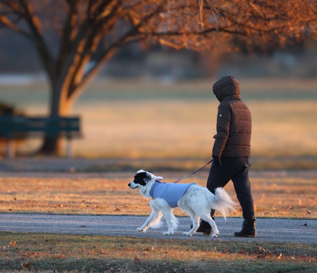 Training that listens to your dog