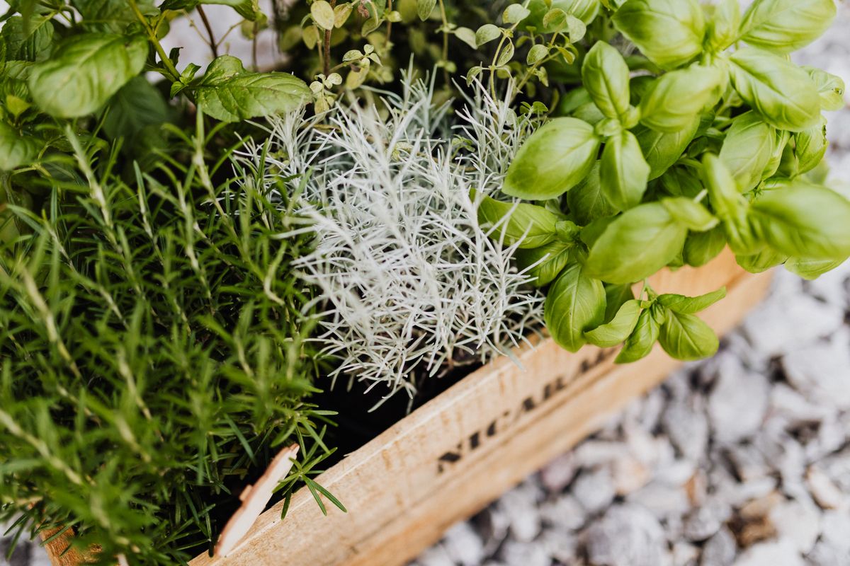 Grow NZ natives and herbs