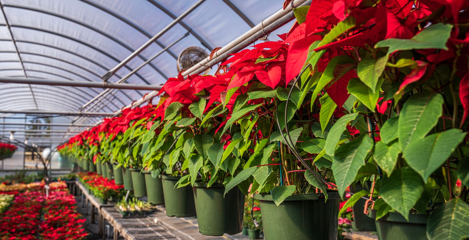 Fresh Plants, Naturally Grown