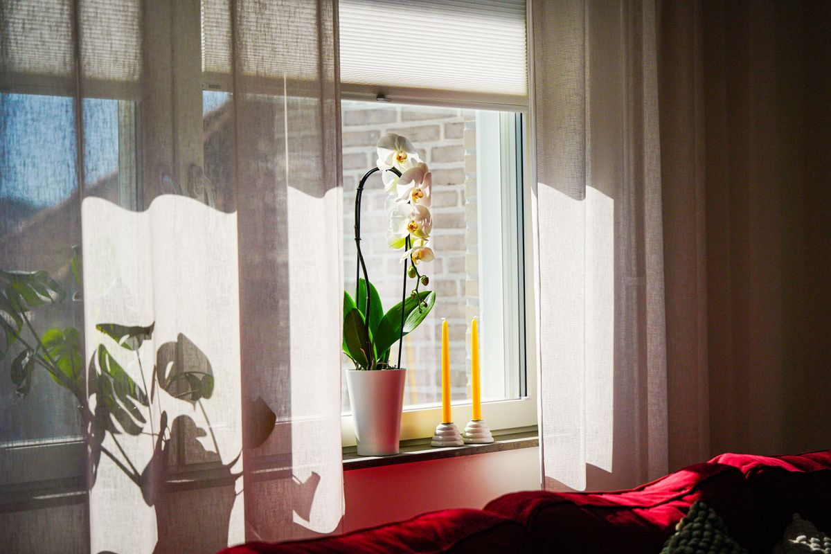 Greenery for every room