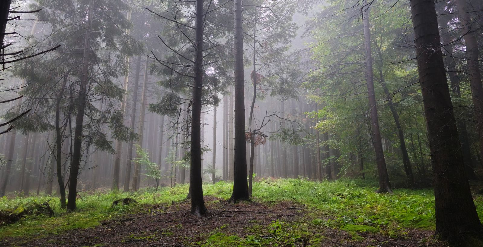 Rooted in Nature,
Made with Intention