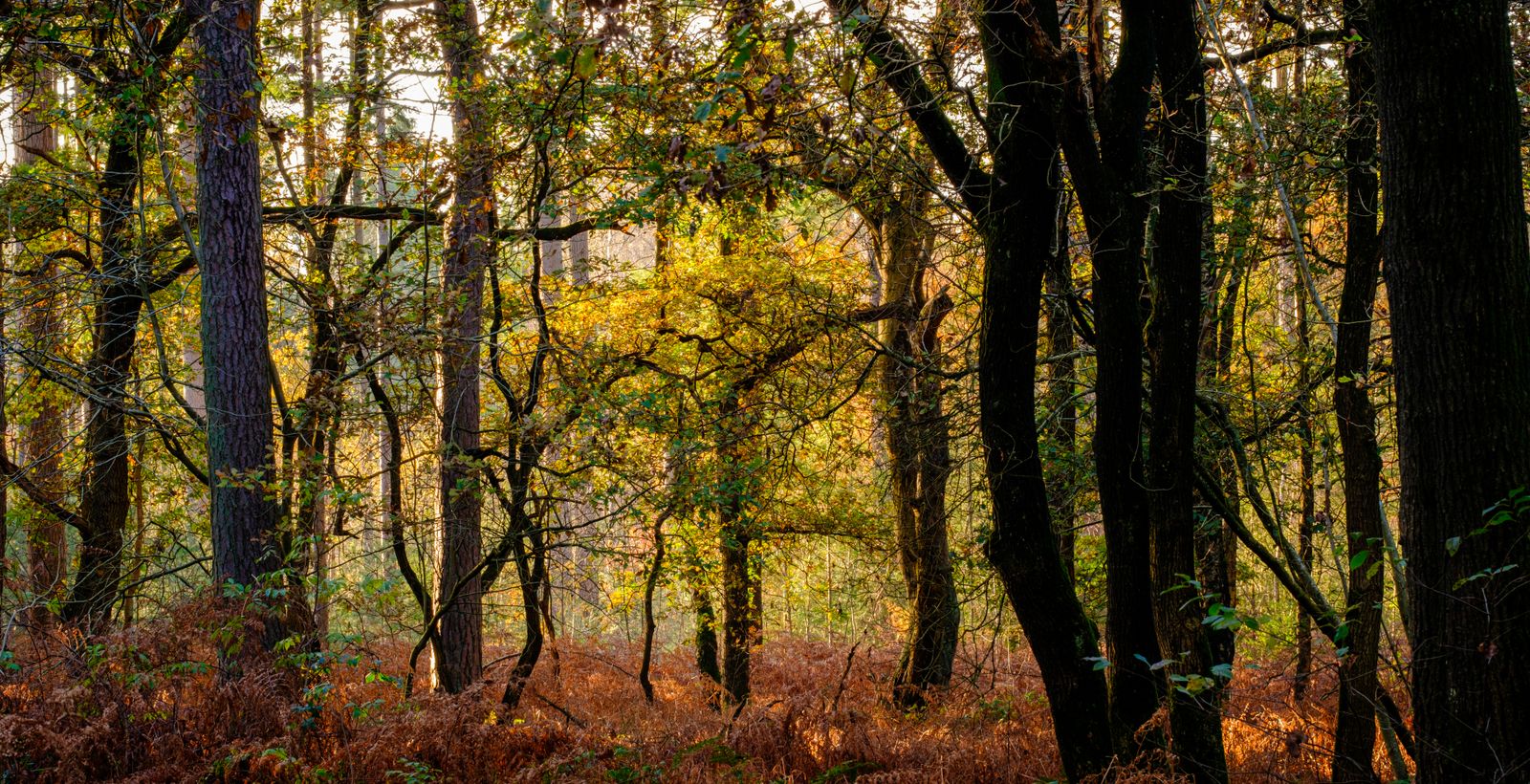 Where the Forest<br>Meets the Home.