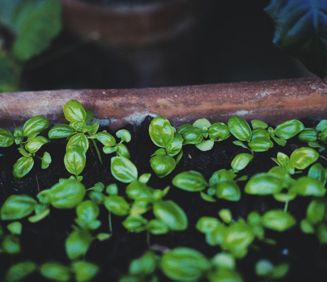Plants, flowers and herbs for every NZ home