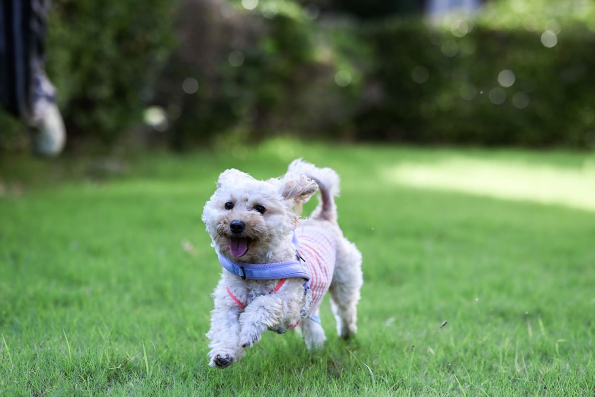 Start your puppy right