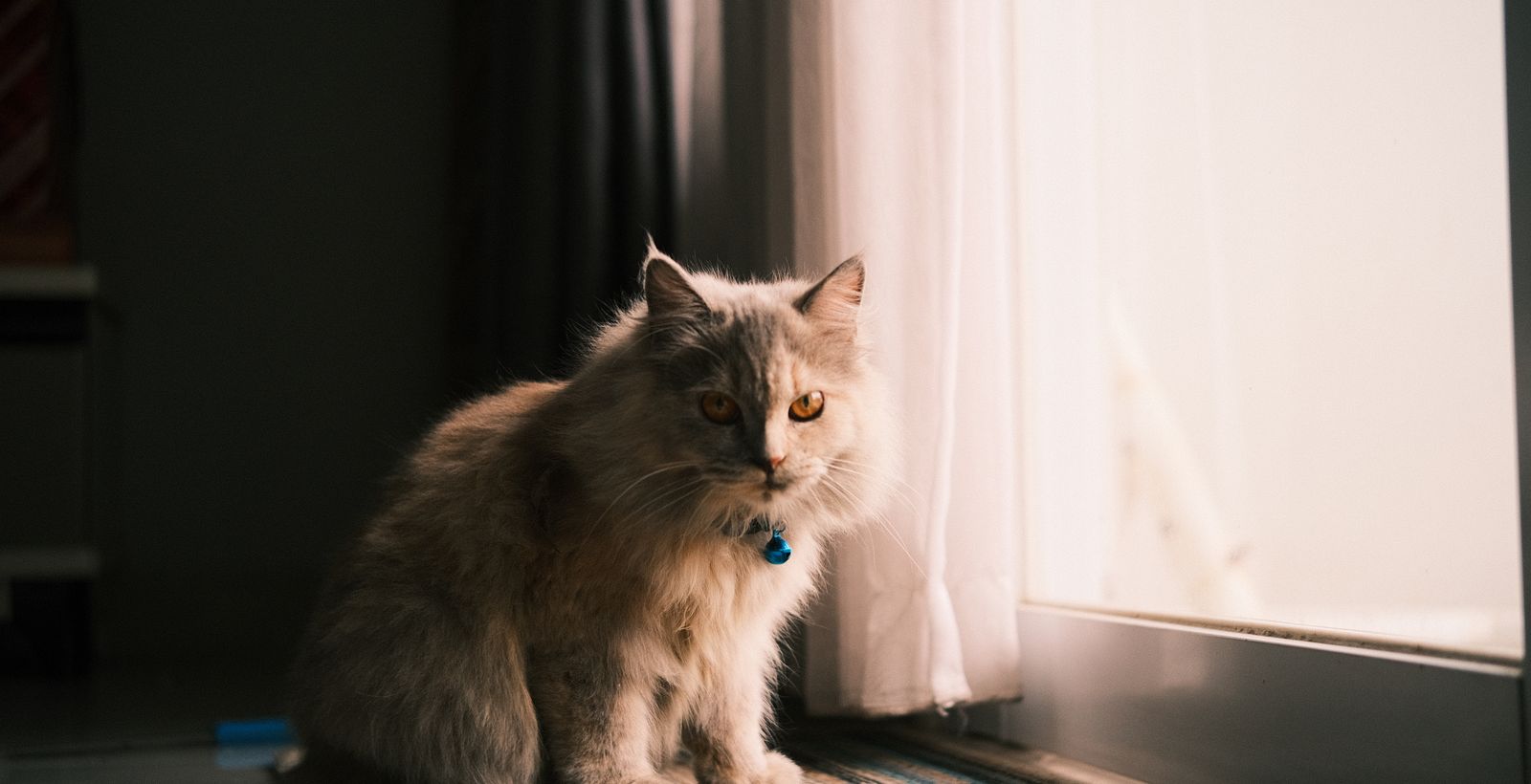 Every Cat<br />Deserves a Corner